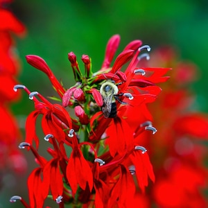 Cardinal Flower Seeds - Lobelia cardinalis, Wild Harvested, Grow your own Herbs !