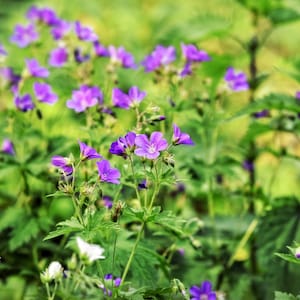 Wild Geranium Seeds - Grow your own herbs !