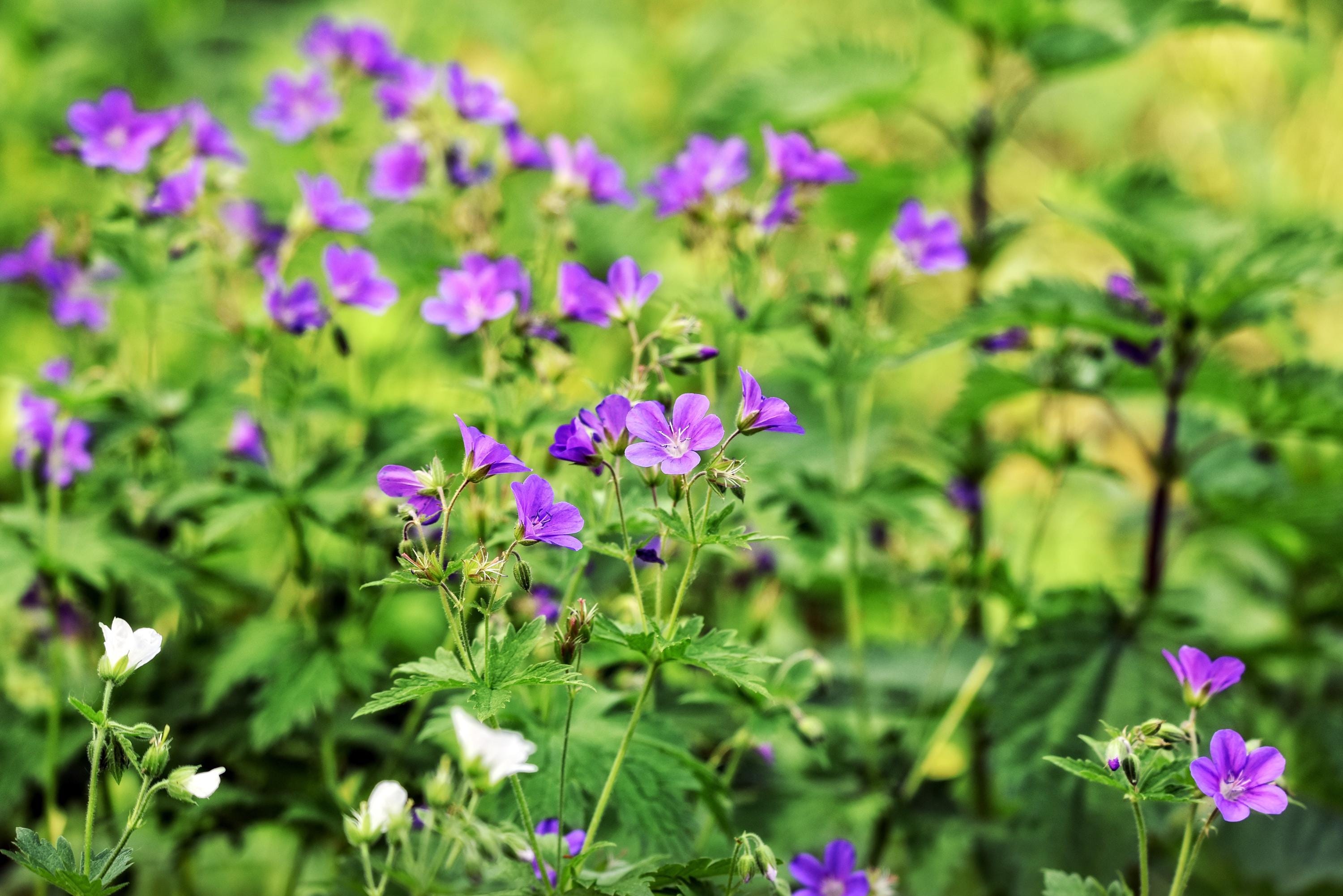 Wild Geranium Seeds - Grow your own herbs !