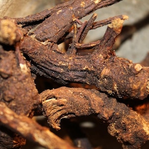 Osha Root - Wild Harvested Fresh Organic Herbs