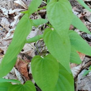 May include: A close-up of a green leafy plant growing in a bed of brown leaves. The plant has large, heart-shaped leaves.