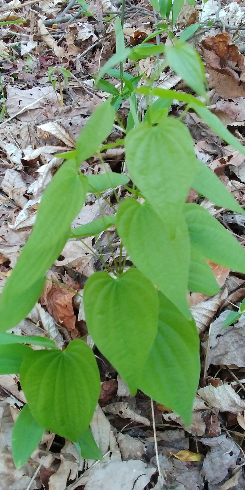 May include: A close-up of a green leafy plant growing in a bed of brown leaves. The plant has large, heart-shaped leaves.