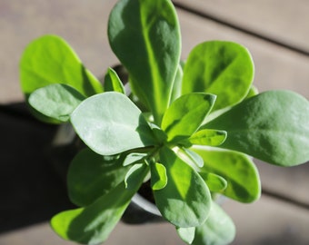 Purslane Seeds - Grow your own Herbs!