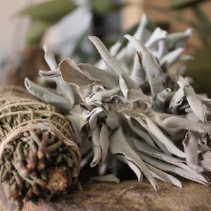 White Sage leaf - Large Cut