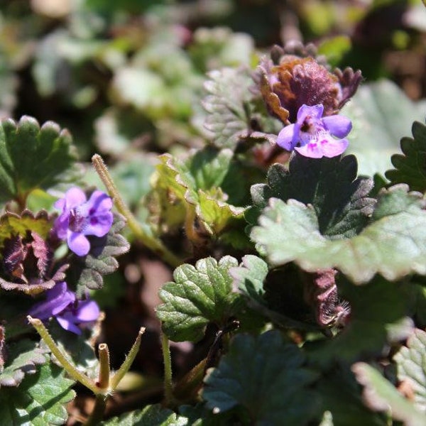 Henbit, Ground Ivy - Appalachian Mountains Wild Herb Harvest