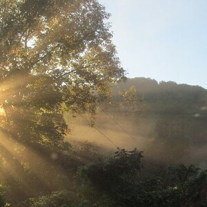 May include: A bright sun shines through the branches of a tree, casting rays of light through the misty air. The sun is partially obscured by the leaves of the tree, creating a starburst effect. The background is a hazy forest with a hill in the distance.