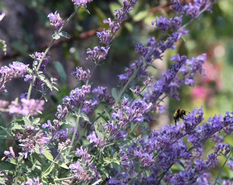 Catnip Seeds - Grow your own Herbs !