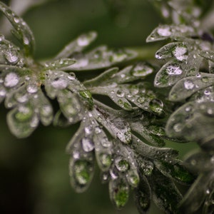 Wormwood Seeds - Grow your own Artemisia Absinthium