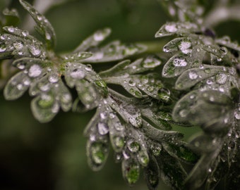 May include: Close-up of a plant's textured, green leaves, each adorned with multiple water droplets. The droplets reflect light, creating a glistening effect. The background is a soft, blurred green.