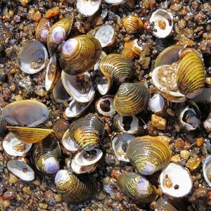 Shells - Over 100 Pieces
