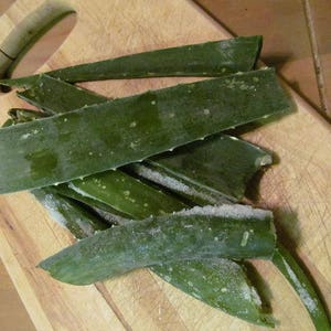 Aloe Vera Gel from Raw Aloe Vera Leaf - One Large 12&quot; cutting, Fresh Cut Whole Leaf