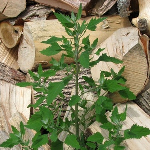 Lambs Quarter Seeds - Grow Your own Herbs!