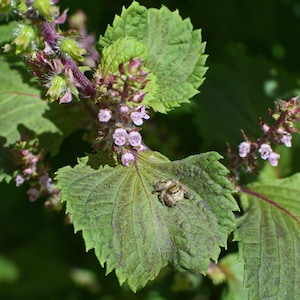 Green Shiso - Perilla Seeds, Mint Species - Grow Your own Herbs !