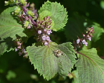 Green Shiso - Perilla Seeds, Mint Species - Grow Your own Herbs !
