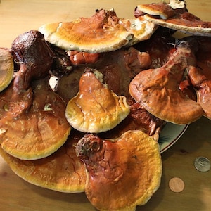 Reishi Mushroom - Ganoderma lucidum, Wild Harvest from the Appalachian Mountains, Dried Whole