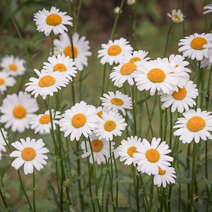 Dried Daisy Flowers  - Spring 2025 Wild Harvest from the Appalachian Mountains