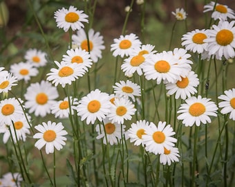Daisy Tea, Dried Flowers - (Chrysanthemum leucanthemum) - Wild Harvested from the Appalachian Mountains