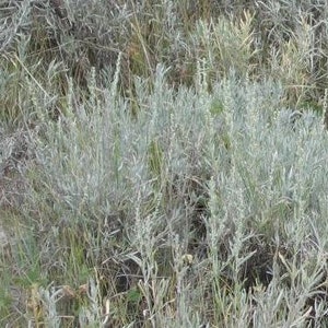 Silver Sagebrush Seeds