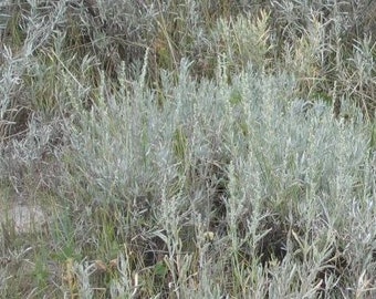 Silver Sagebrush Seeds