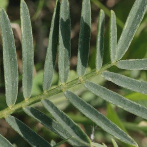 Astragalus Seeds - Non GMO Herb Seed for Planting - Grow your own Herbs