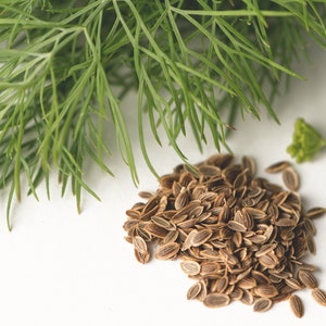 Dill Seeds - Grow your own Herbs !