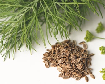 Dill Seeds - Grow your own Herbs !