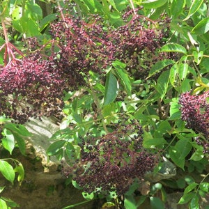 Elderberry Seeds, Seeds for planting, Edible Fruit attracts Birds & Butterflies
