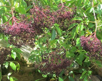 Elderberry Seeds, Seeds for planting, Edible Fruit attracts Birds & Butterflies