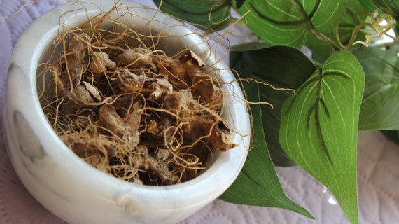 Wild Yam Root, Whole - 2026 Wild Harvest from the Appalachian Mountains