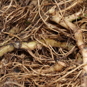 Wild Ginger Root Herb - Dried, Spring 2025 Appalachian Mountains Wild Harvest