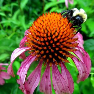 Op de afbeelding: Een close-up van een roze en oranje zonnehoed met een hommel die op het midden zit. De bloem heeft een stekelig midden en delicate bloemblaadjes.