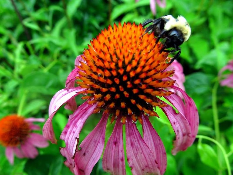 Op de afbeelding: Een close-up van een roze en oranje zonnehoed met een hommel die op het midden zit. De bloem heeft een stekelig midden en delicate bloemblaadjes.