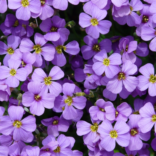 Violet Seeds - Grow your Own Viola Herb !