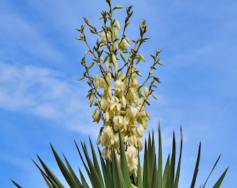 Yucca Root Herb Appalachian Mountains Wild Harvested Herbs - Etsy Denmark Yucca Root Herb Appalachian Mountains Wild Harvested Herbs - Etsy Denmark