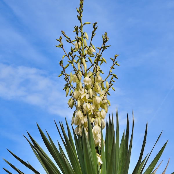 Yucca Root Herb - Appalachian Mountains Wild Crafted Roots