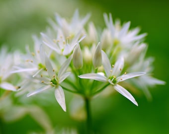 Wild Garlic Seeds - Grow your own Herbs ! Wild Harvested Seed from the Appalachian Mountains