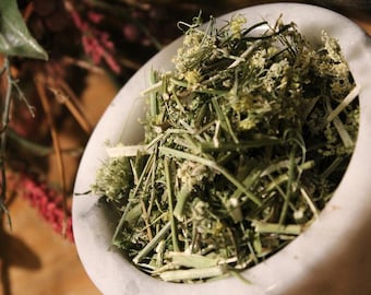 Queen Annes Lace Herb - Wild Harvested in the Appalachian Mountains