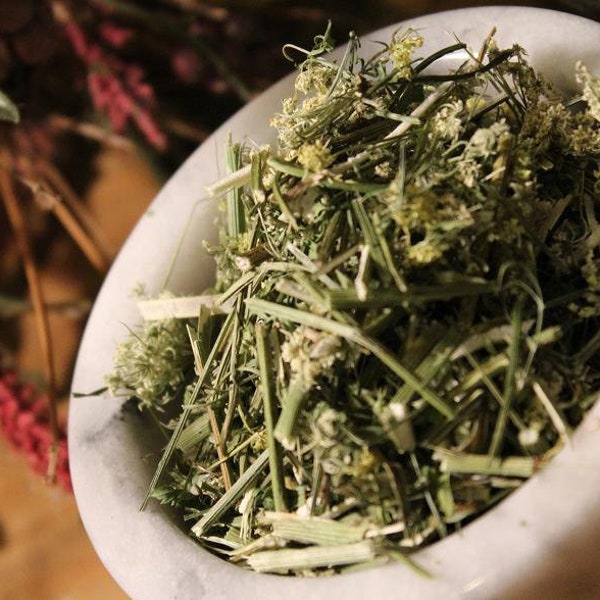 Queen Annes Lace Herb - Wild Harvested in the Appalachian Mountains