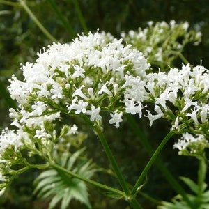 Valerian Seeds - Valeriana officinalis, Grow your own Herbs!