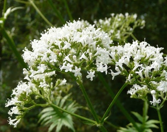 Valerian Seeds - Valeriana officinalis, Grow your own Herbs!
