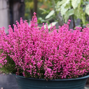 Heather Seeds - Grow your own Herbs!