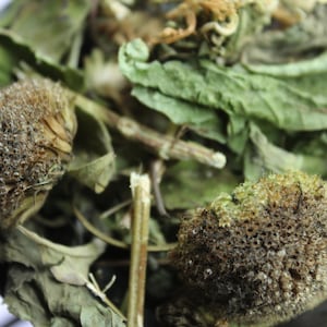 Bergamot Herb, White Bee Balm Herb - Appalachian Mountains Wild Harvest