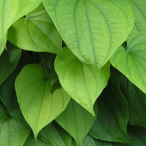 Wild Yam Seeds