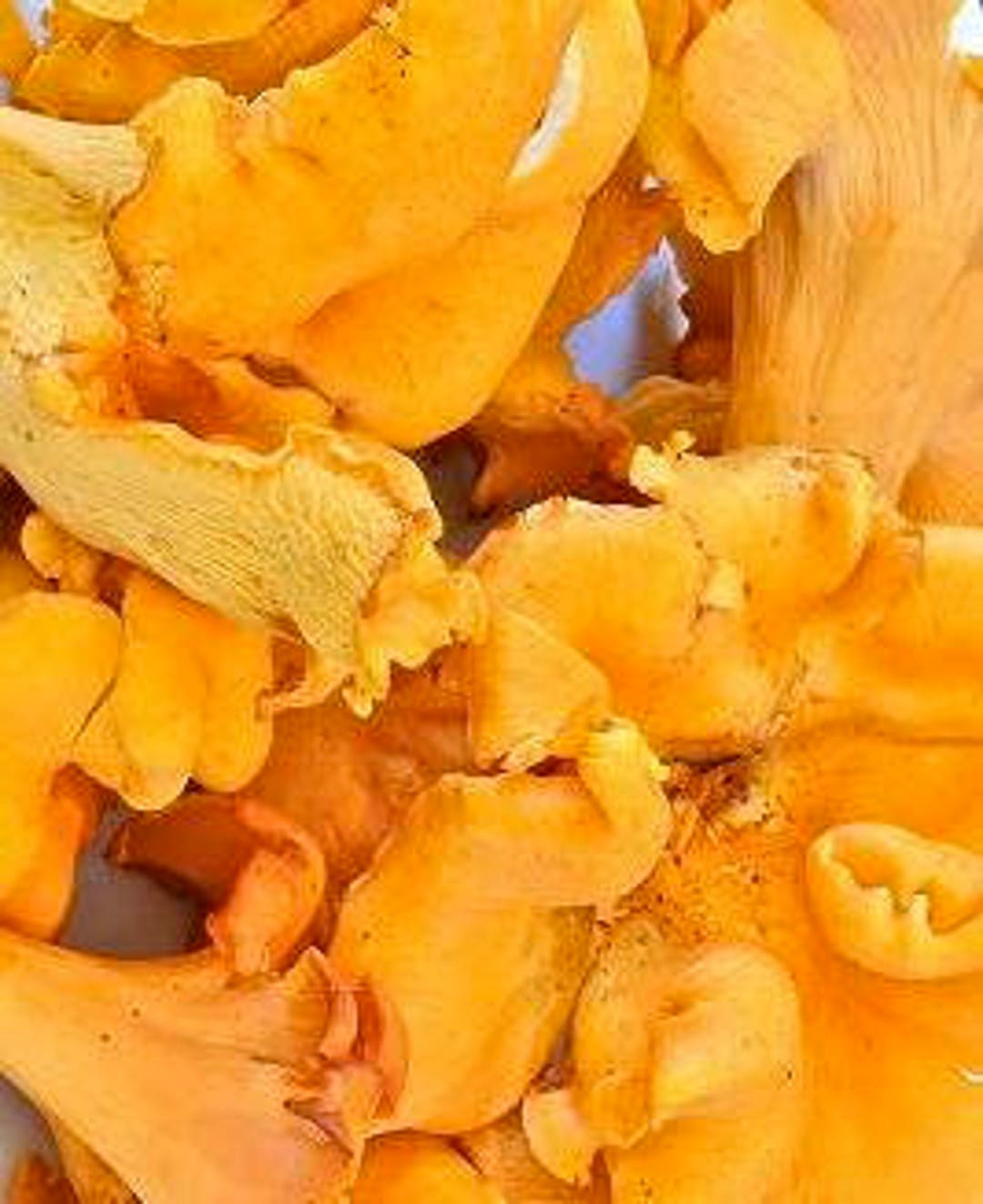 Chanterelle Mushroom Powder Etsy