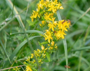 Könnte beinhalten: Nahaufnahme von gelben Blüten mit grünem Laub. Die Blüten sind in voller Blüte und haben jeweils fünf Blütenblätter. Zwei Insekten fliegen in der Nähe der Blüten.