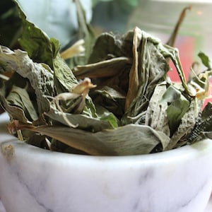 Insulin Plant - Whole Leaf