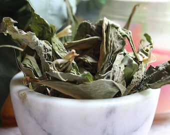 Insulin Plant - Whole Leaf