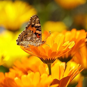 Calendula Flower Farm Grown, All Natural, Non GMO, No Pesticides image 2