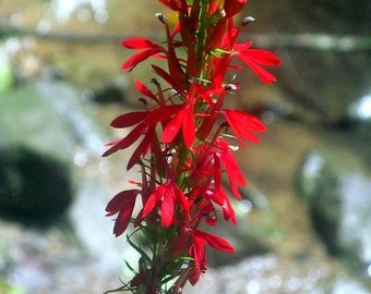 Cardinal Flower Seeds - Lobelia cardinalis, Non Gmo, Untreated Native Seed