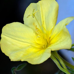 Evening Primrose Seeds
